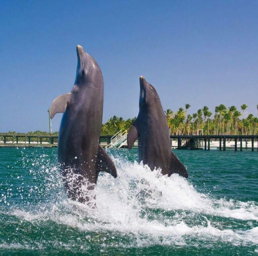 Dos delfines saltando fuera del agua en Punta Cana