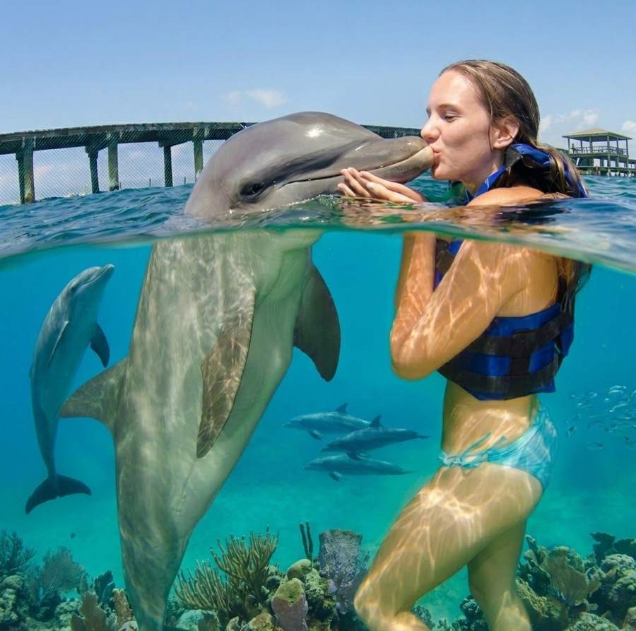 Beso de delfín bajo el agua cristalina