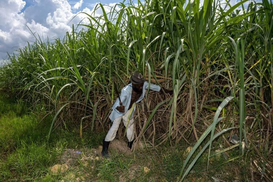 Campesino cortando caña de azúcar